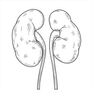hand drawn illustration of a kidney