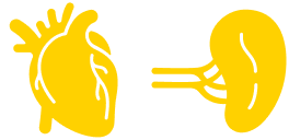 heart and spleen graphic