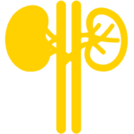 kidney graphic