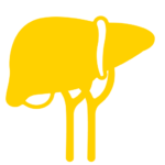 liver graphic